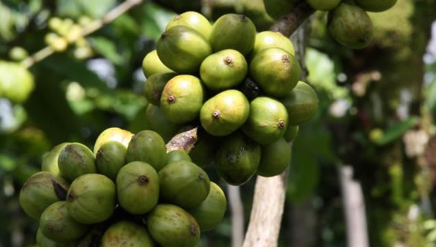 Une nouvelle variété de café pour relancer la production nationale.